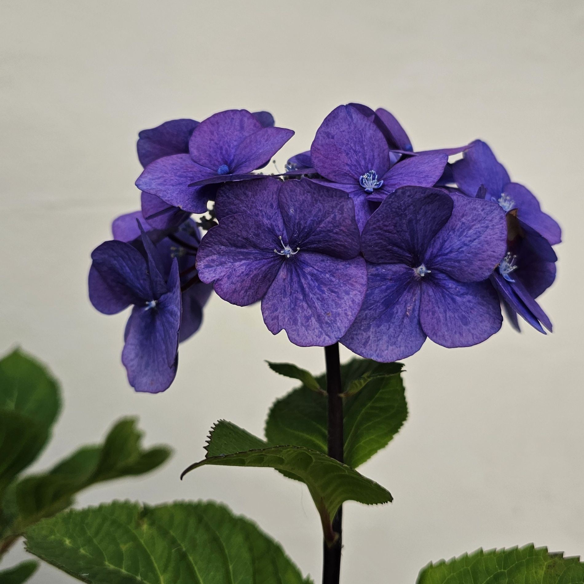 Side view of purple hydrangea cluster on a tall stem, photographed against a light background, reference for handmade embellishment.