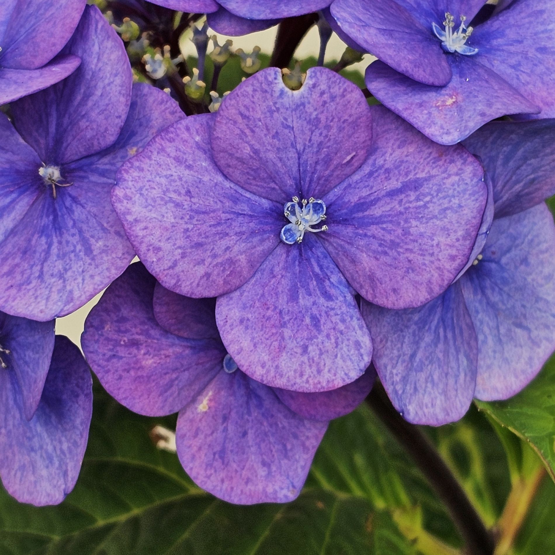 Detailed close-up of purple hydrangea petals with small central blossoms, inspiration for floral button-cover design.