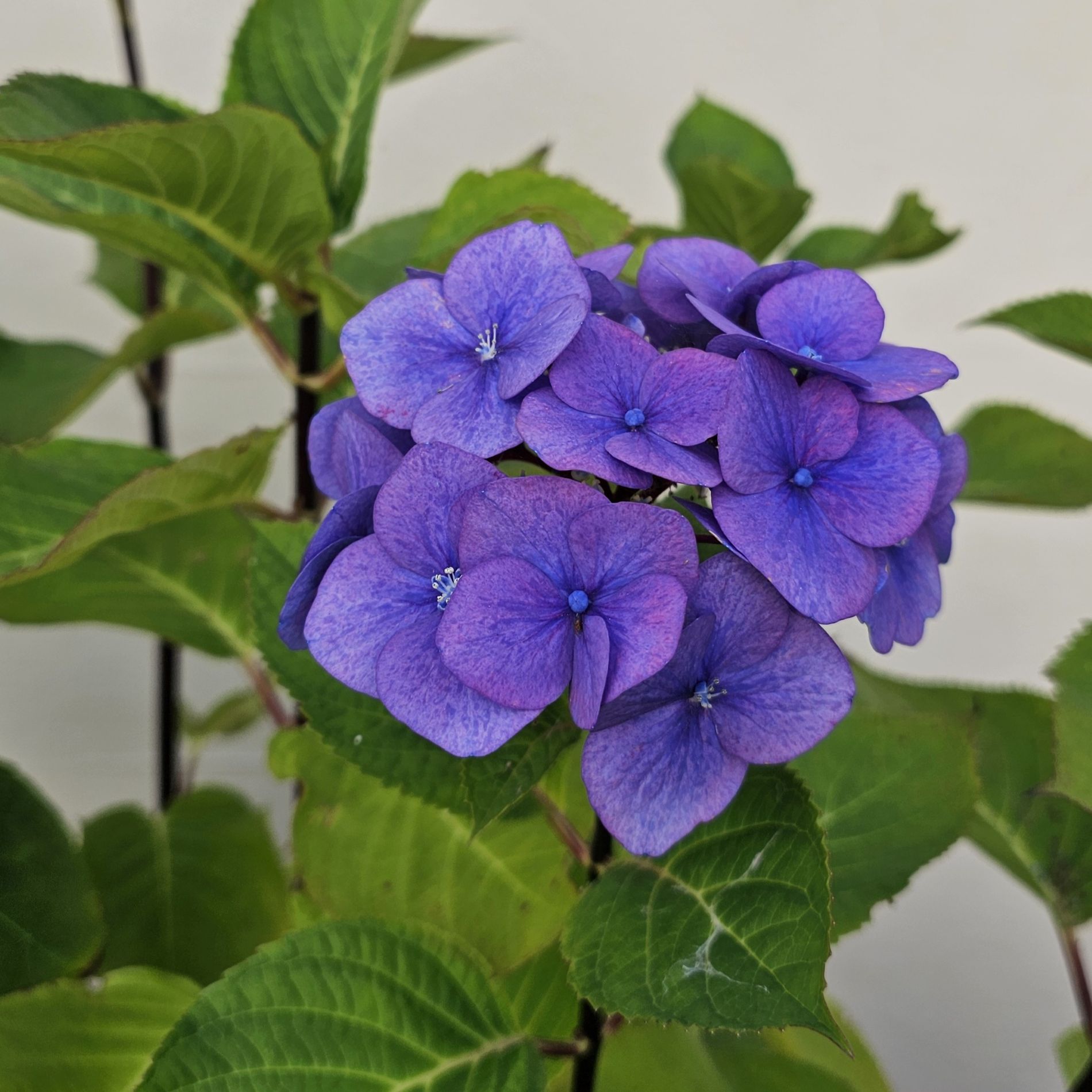 Purple hydrangea flower cluster surrounded by green leaves, used as inspiration for detachable button-cover tutorial.